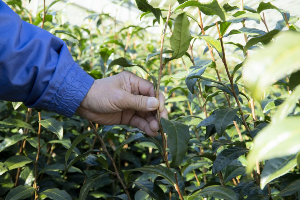 静岡茶ガールプロジェクト/ 静岡茶の希少茶品種を集めたティーバッグ